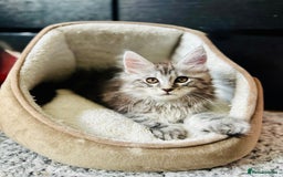 Maine Coon cats for sale: Mainecoon kittens  - Image 18