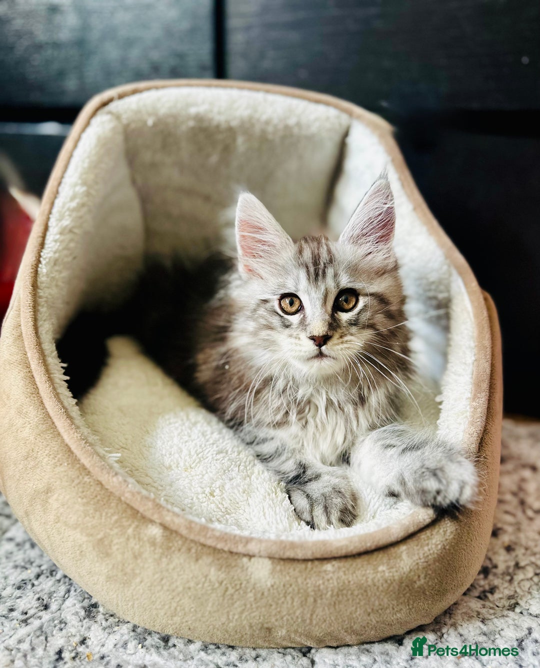 Maine Coon cats for sale: Mainecoon kittens  - Image 18