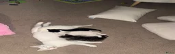 British Longhair cats for sale: Gorgeous Pure White Kitten Ready to Leave - Advert 6