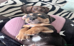 Mixed Breed dogs for sale: 1 Jack Russell x mini dashound puppies £800 - Image 9