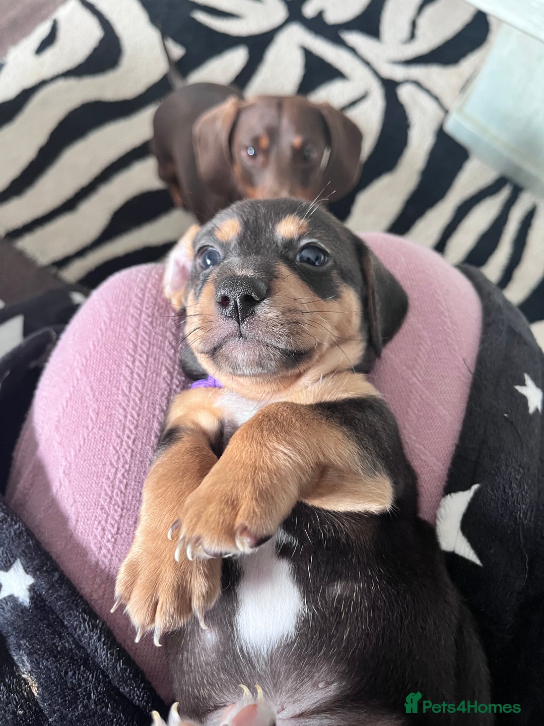 Mixed Breed dogs for sale: 1 Jack Russell x mini dashound puppies £800 - Image 9