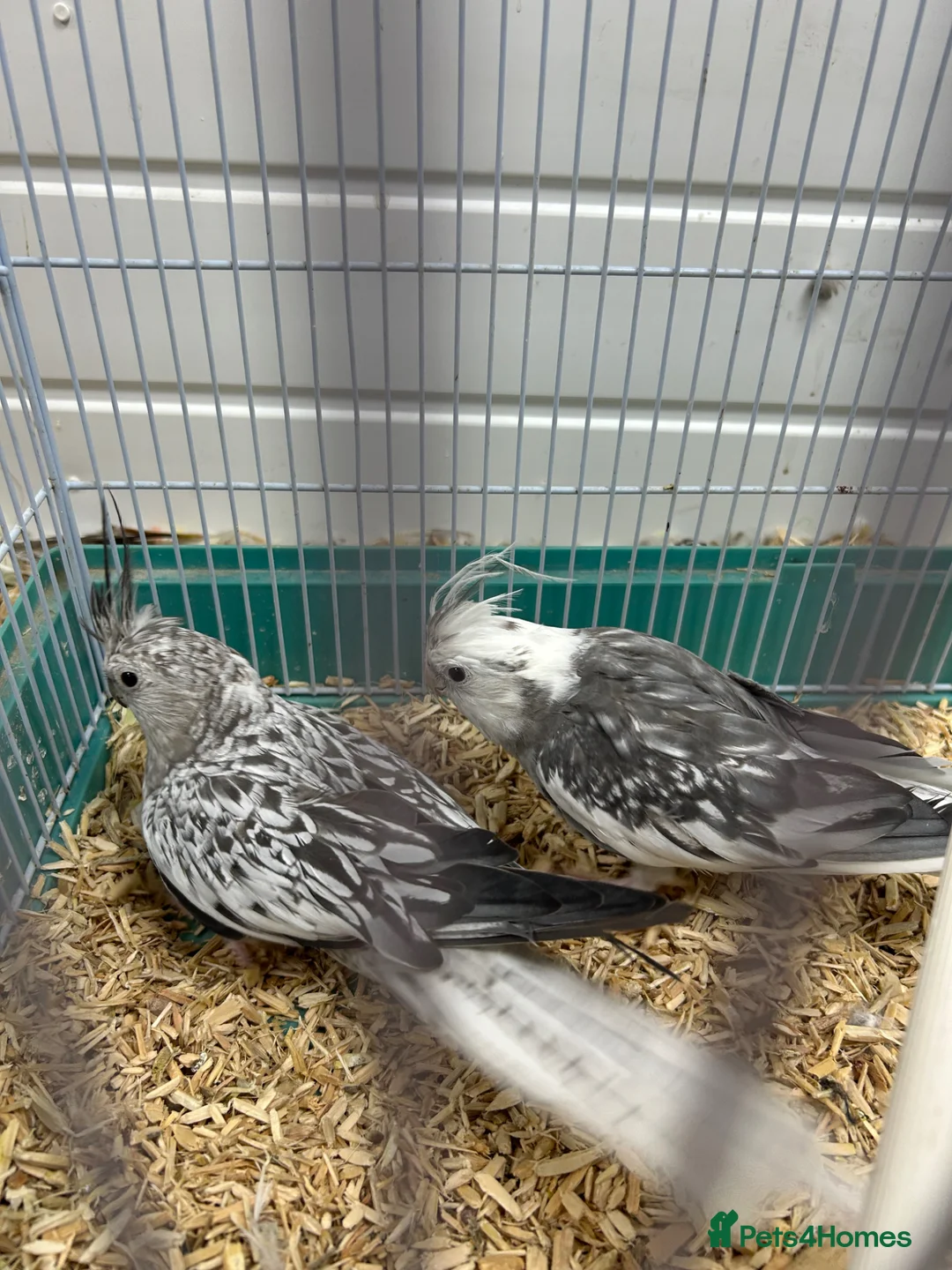 Cockatiels birds for sale: Mixed cockatiel 2 male 1 dna proven breeding pair  - Advert 1