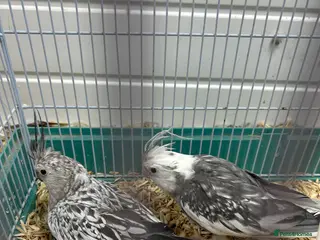 Cockatiels birds Mixed cockatiel 2 male 1 dna proven breeding pair - Advert 16
