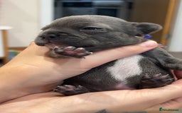 French Bulldog dogs for sale: 2 French bull dog puppies  - Image 14