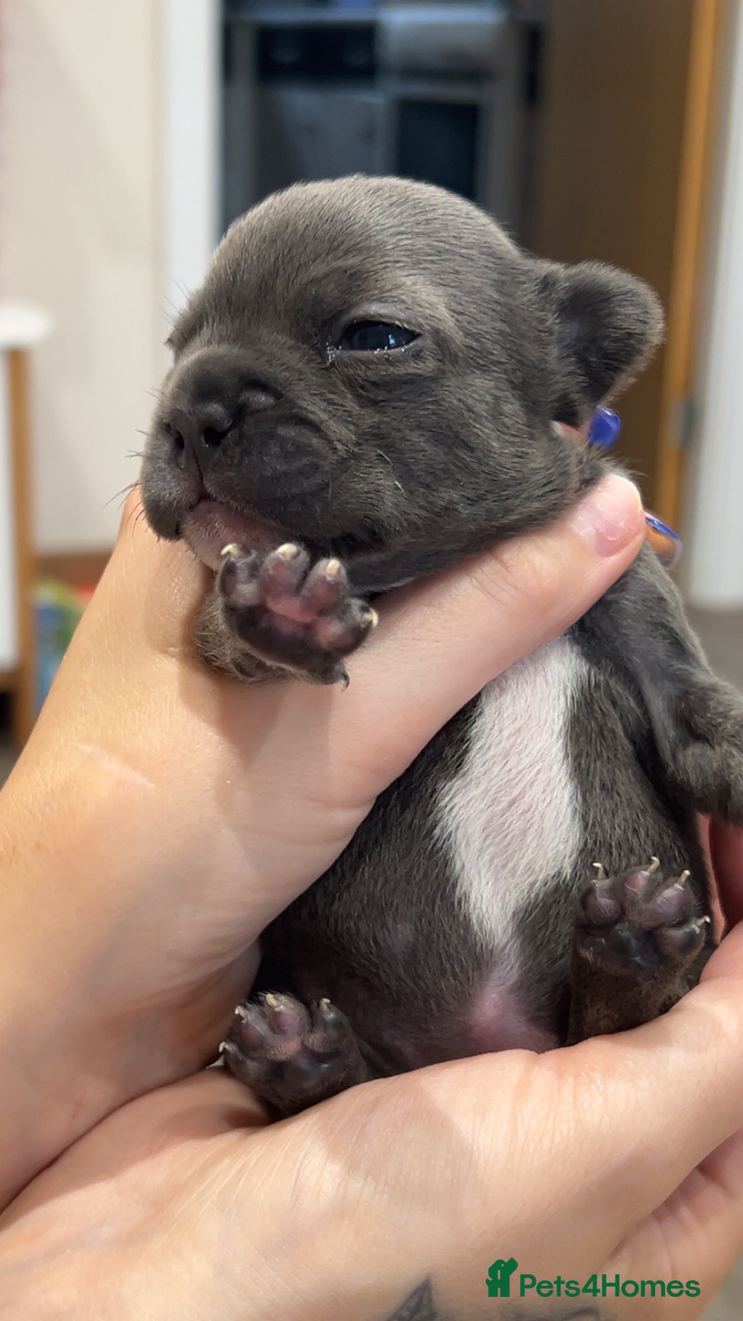 French Bulldog dogs for sale: 2 French bull dog puppies  - Image 14