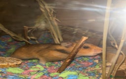 Hamster rodents for sale: toast and crumpet  - Image 3