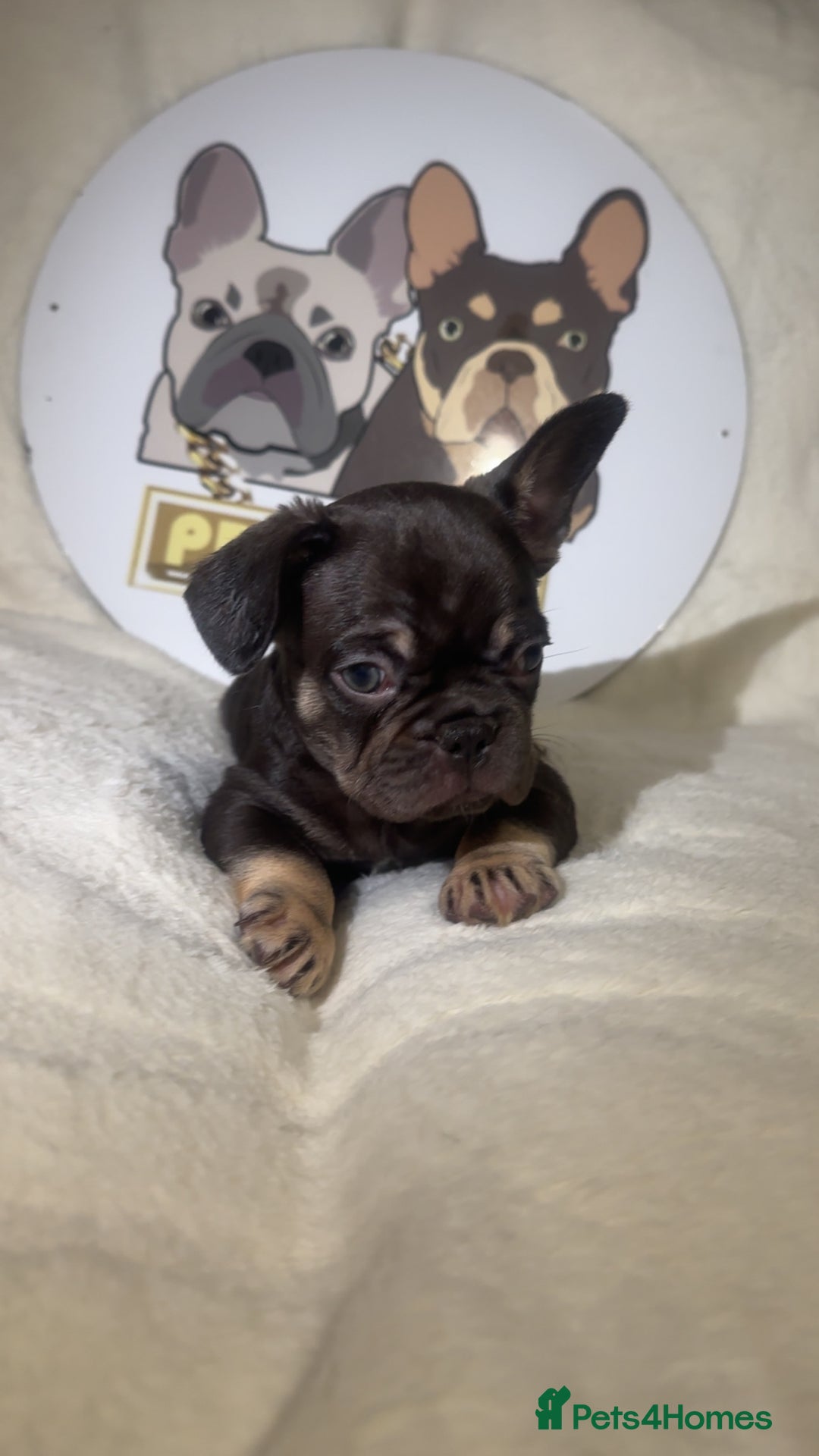 French Bulldog dogs for sale: French Bulldog puppies for sale - Image 21