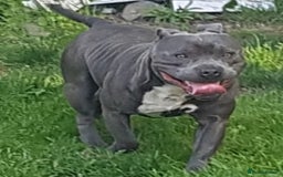 Staffordshire Bull Terrier dogs for sale: Blue staffs for sale £900 - Image 20