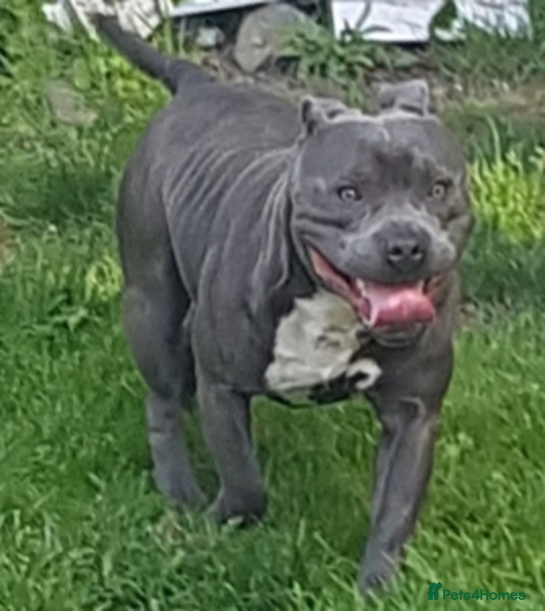 Staffordshire Bull Terrier dogs for sale: Blue staffs for sale £900 - Image 20