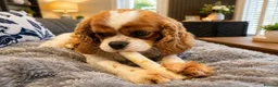 Cavalier King Charles Spaniel dogs for sale: 2 x female Cavalier King Charles Spaniels  - Advert 4