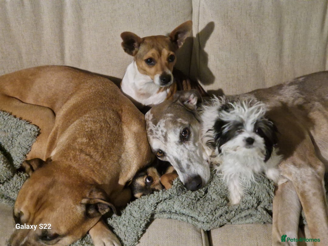 Jackapoo dogs for sale: Jackapoo  - Image 4