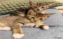 Domestic Shorthair cats for sale: Gorgeous kittens - Image 2