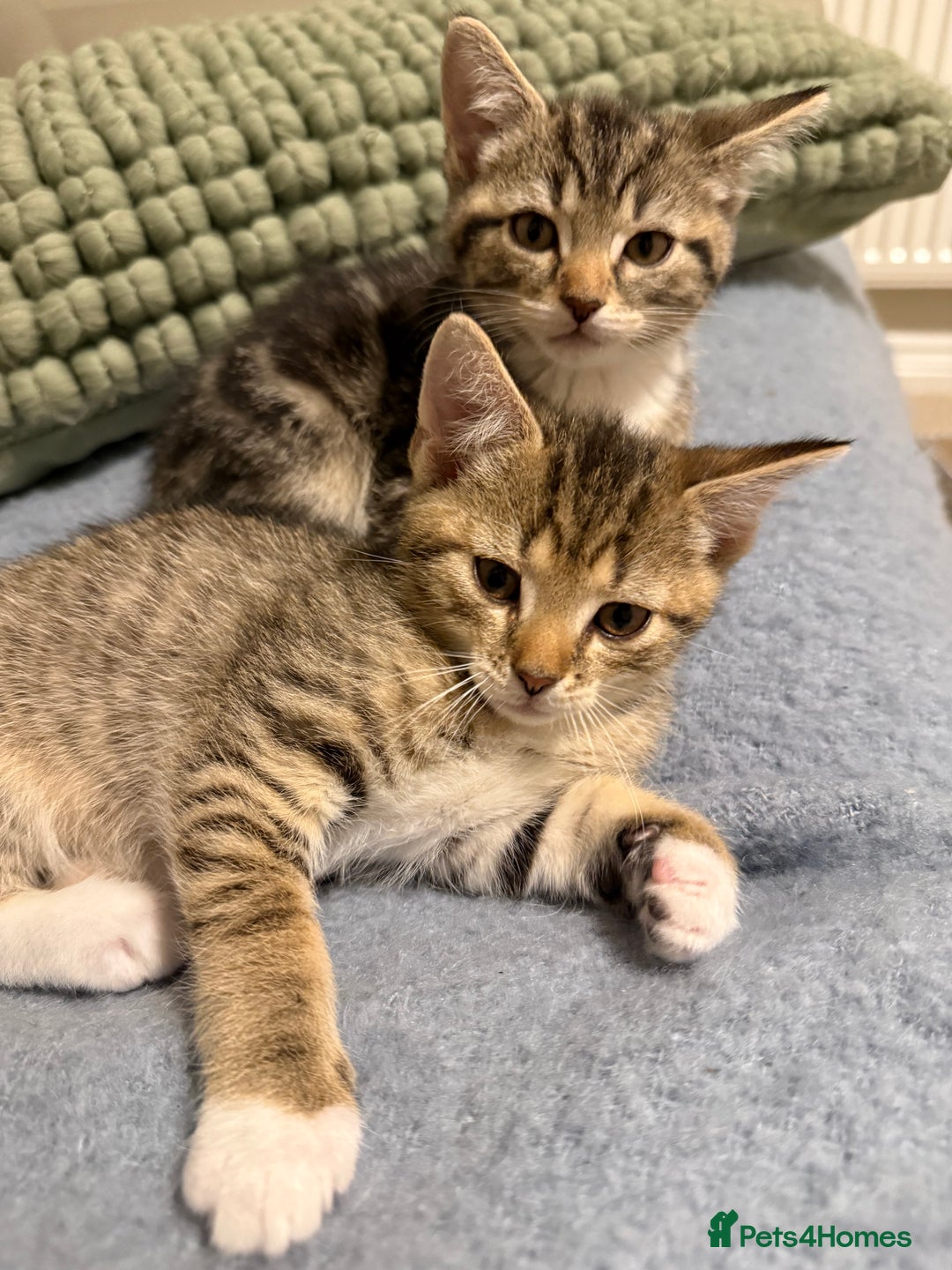 Domestic Shorthair cats for sale: Gorgeous kittens - Image 2