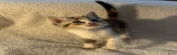 British Shorthair cats for sale: British shorthair kittens from champion lines  - Advert 1