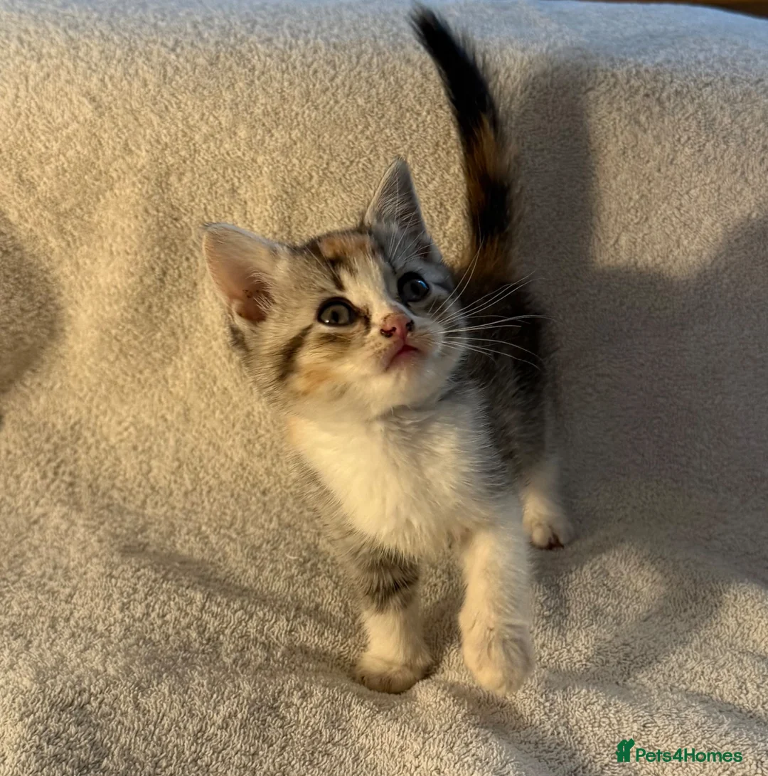 British Shorthair cats for sale: British shorthair kittens from champion lines  - Advert 1
