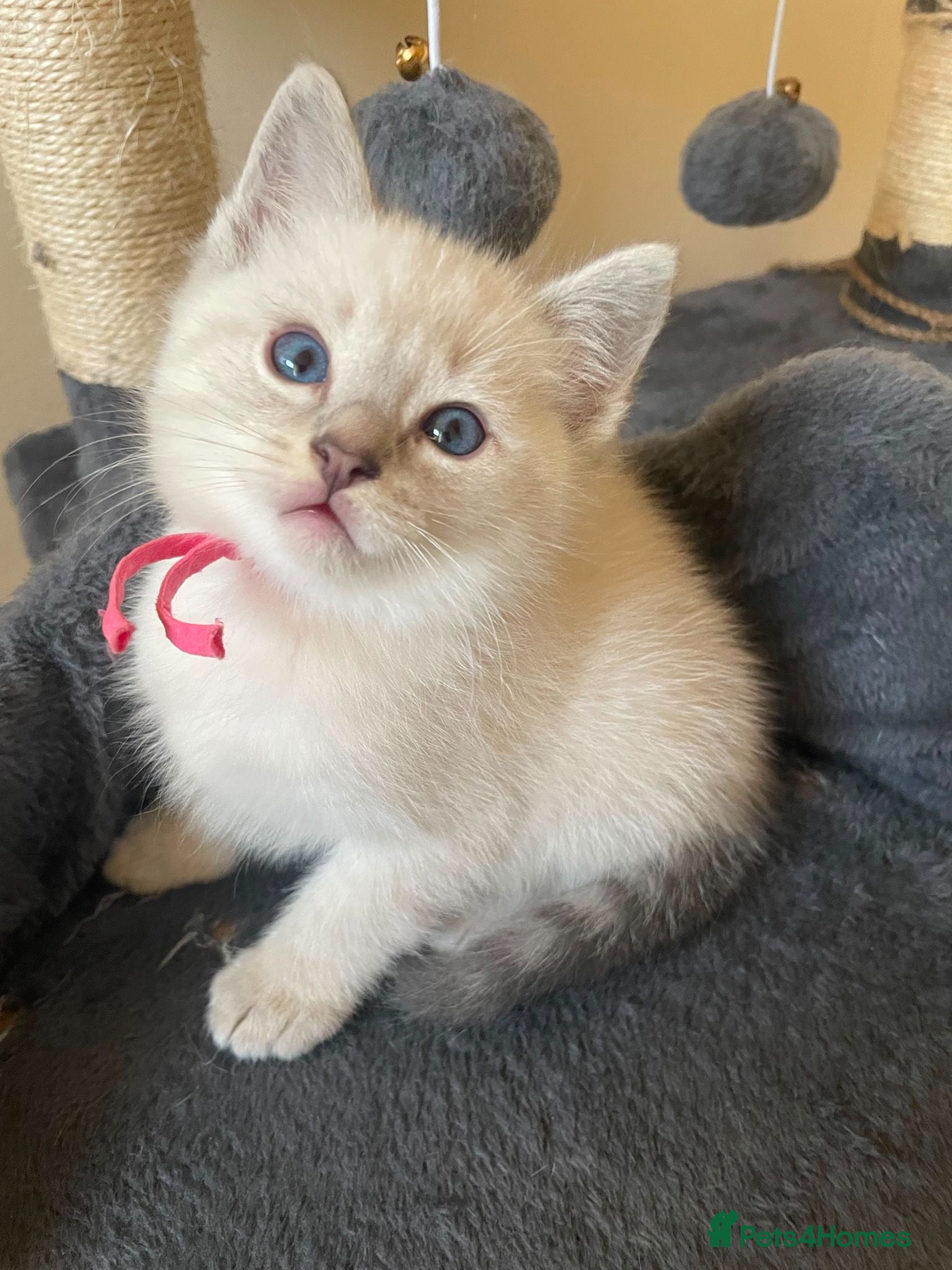 Ragdoll cats Pretty Little Boy (open to negotiations) - Advert 1