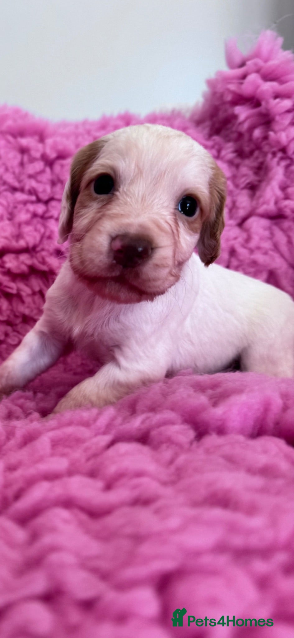 Cocker Spaniel dogs WCS Puppies from health tested KC Parents  - Advert 2