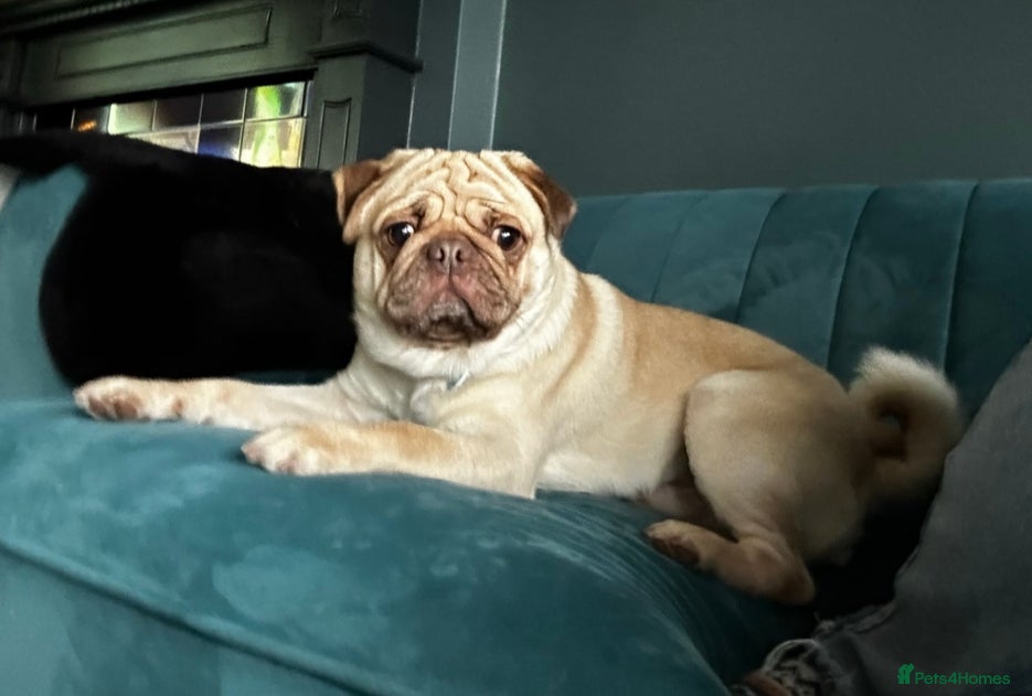 Pug dogs KC Registered. Proven stud - Advert 1