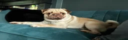 Pug dogs for stud: KC Registered. Proven stud - Advert 1