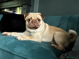 Pug dogs KC Registered. Proven stud - Advert 19