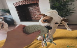 Jack Russell dogs for stud: Beautiful Jack Russell for Stud  - Image 7