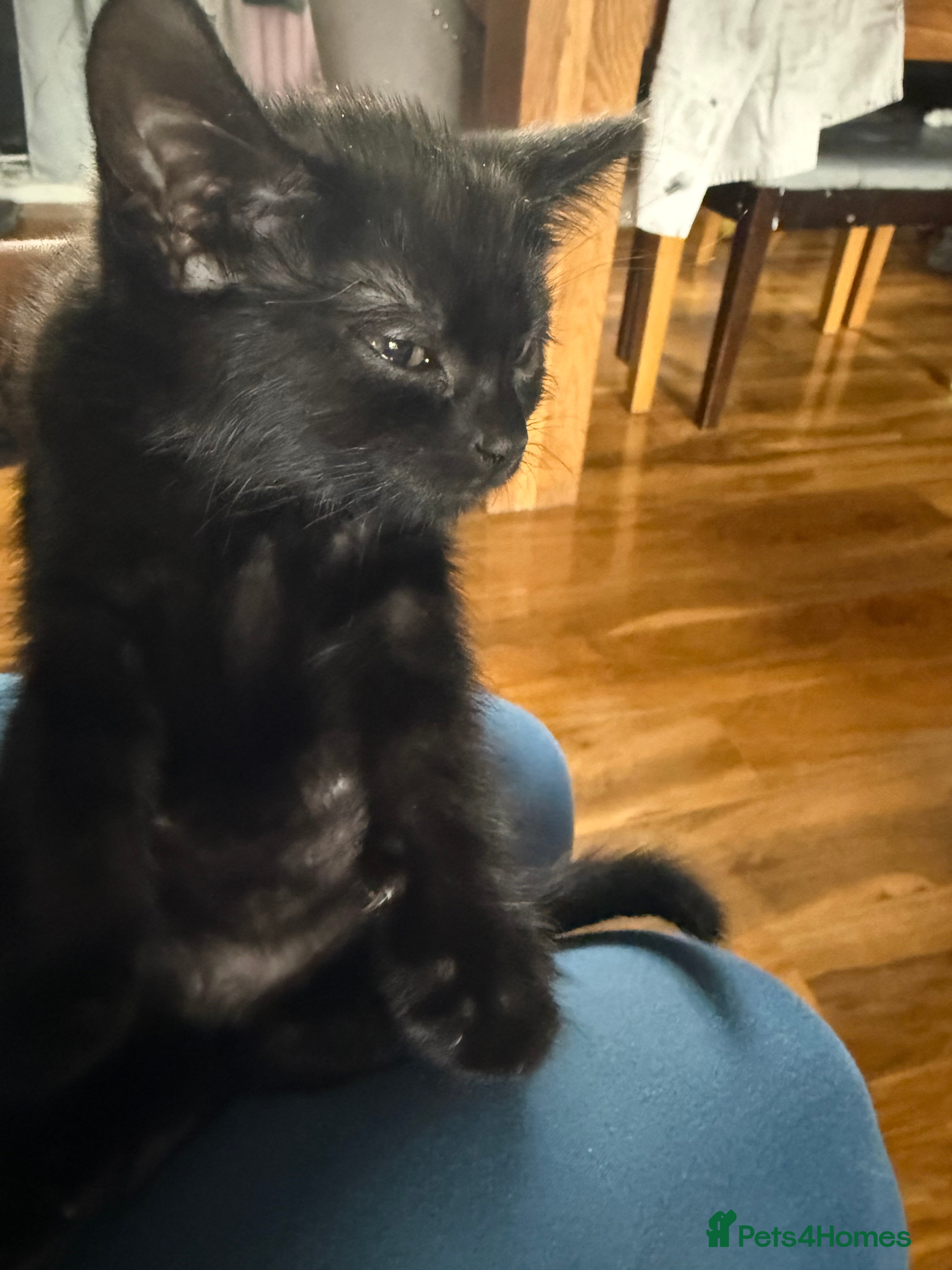 Mixed Breed cats Fluffy little girl - Advert 1