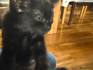 Mixed Breed cats Fluffy little girl - Advert 1