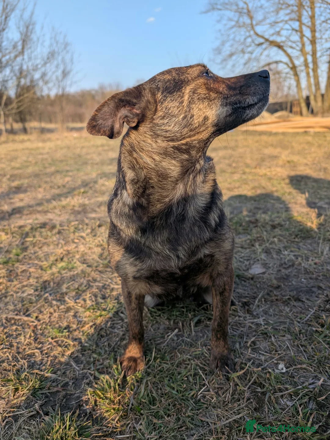 German Shepherd dogs for adoption: 🐾 JUNA – German Shepherd  in West Malling - Advert 5