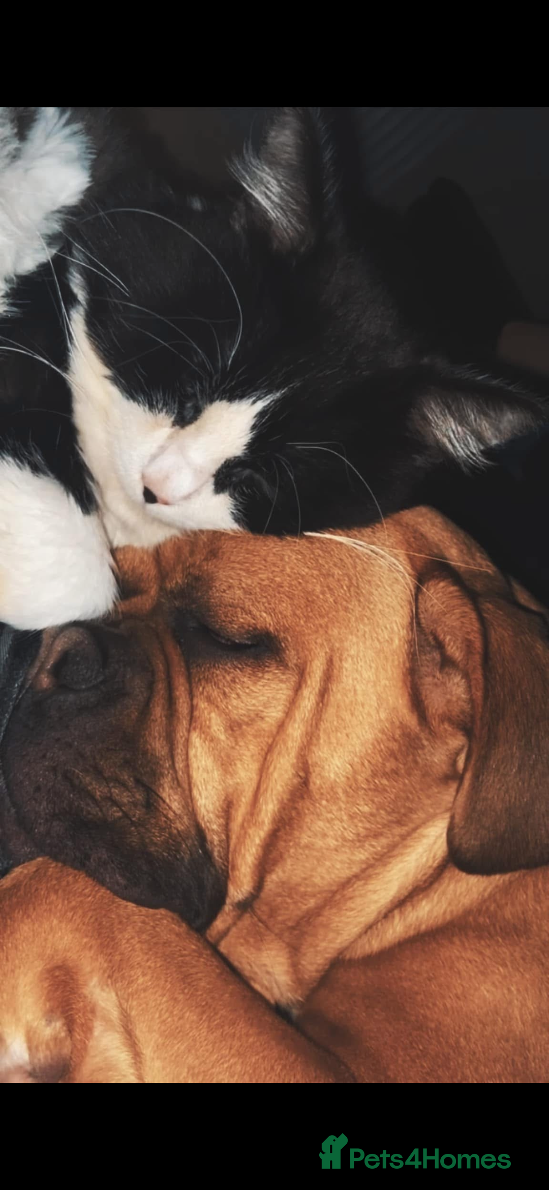 Mixed Breed dogs for sale: Beautiful old tyme bulldog puppies  ❤️ - Advert 5