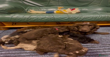 Cockapoo dogs - Advert 5