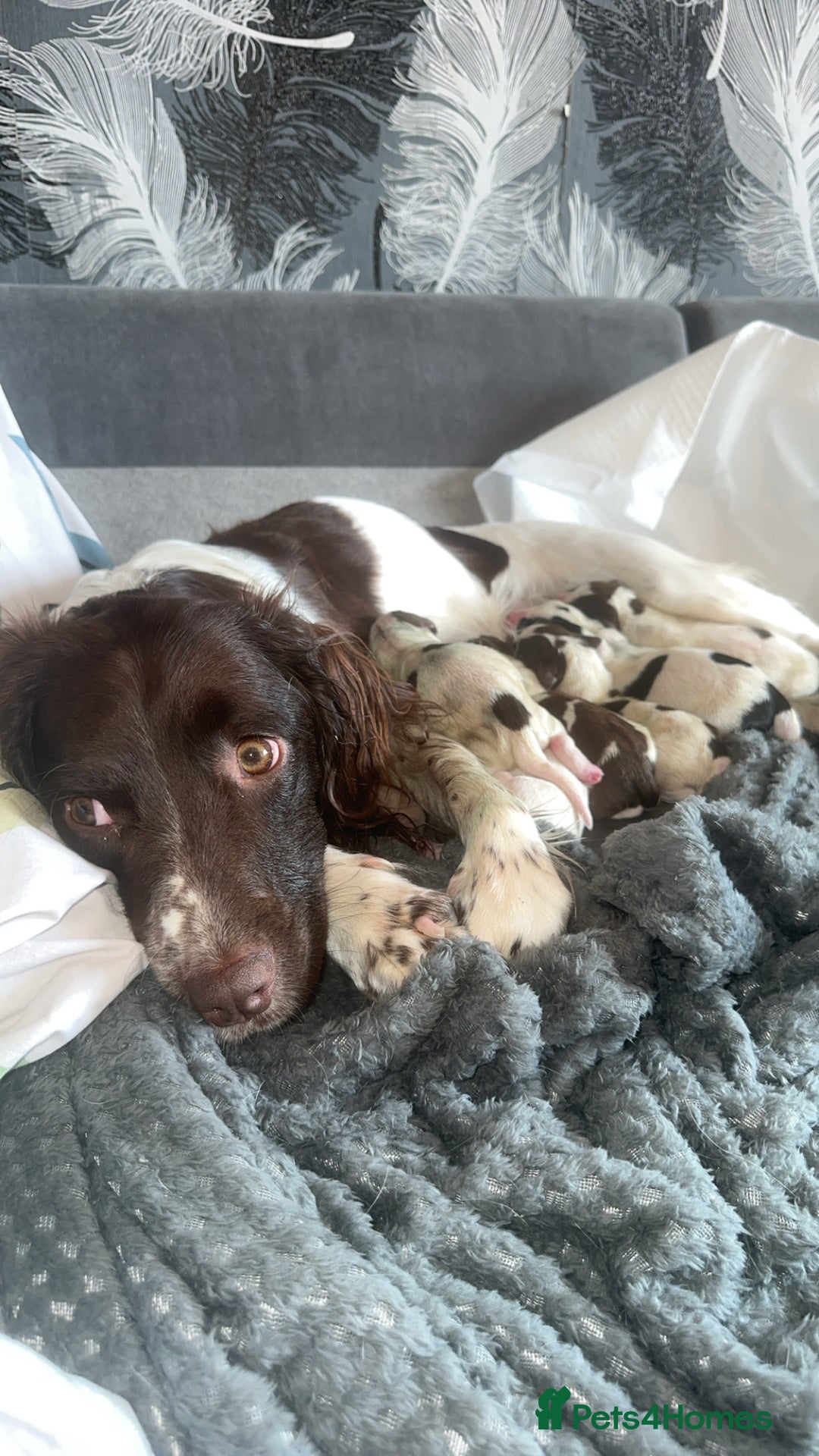 Mixed Breed dogs for sale: English Springer Spaniel Cross  - Image 8