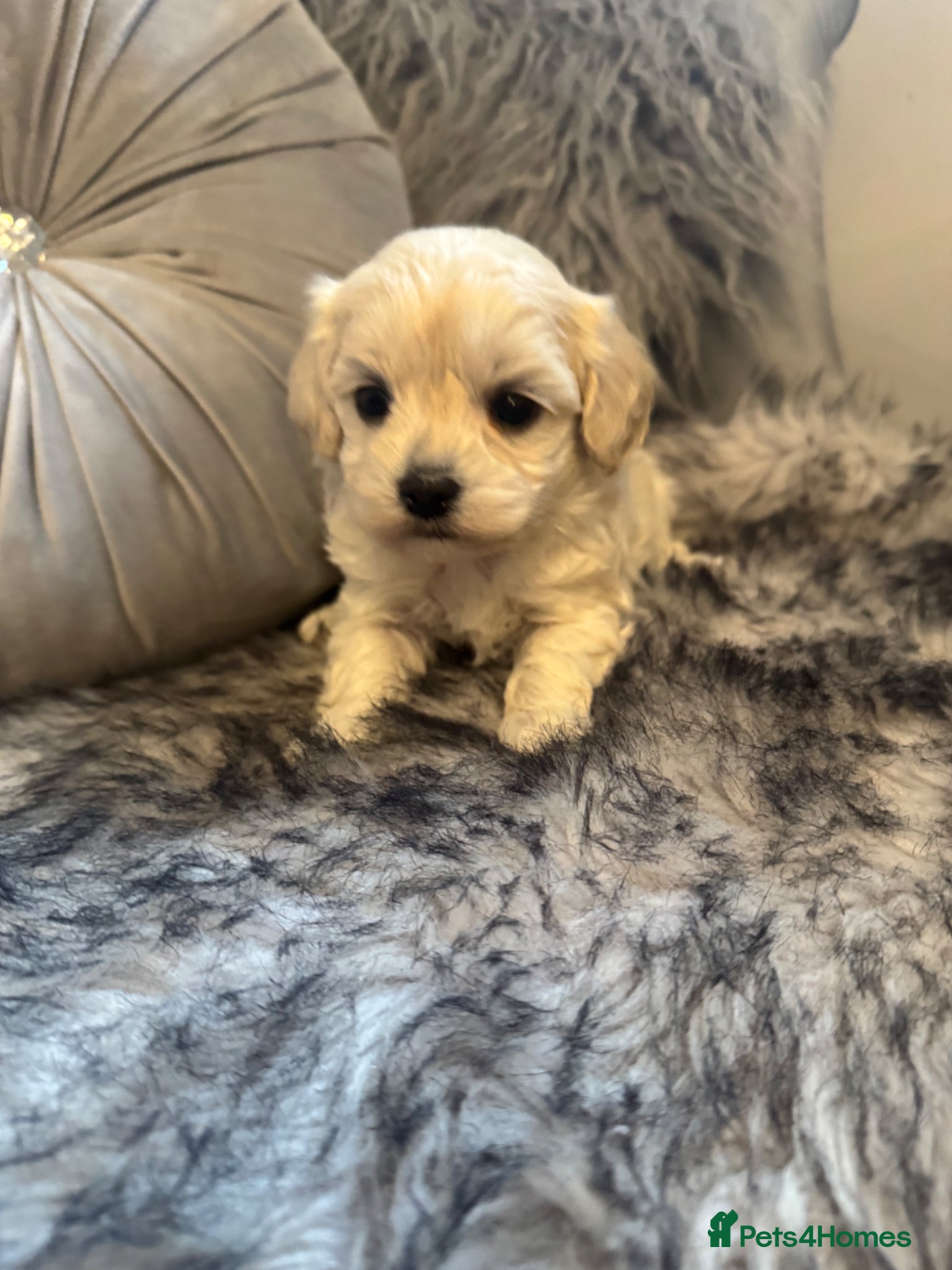 Maltipoo dogs Teddy bear maltipoo puppies  - Advert 6