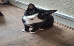 Domestic Shorthair cats for sale: 🐾 Meet Bruce Our Special, Gentle Tuxedo Boy 🖤🤍 - Image 3