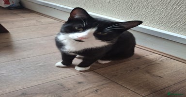 Domestic Shorthair cats - Advert 12