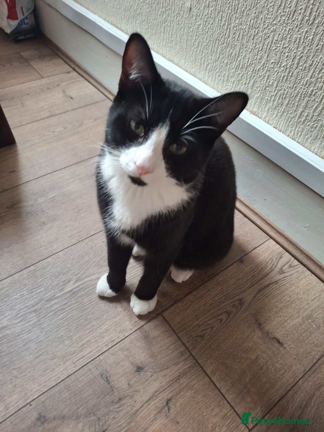 Domestic Shorthair cats for sale: 🐾 Meet Bruce Our Special, Gentle Tuxedo Boy 🖤🤍 - Image 3