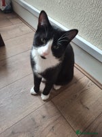 Domestic Shorthair cats - Advert 2