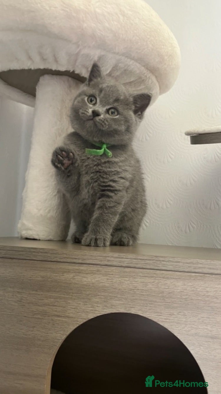 British Shorthair cats Beautiful British Shorthair kittens available  - Advert 16