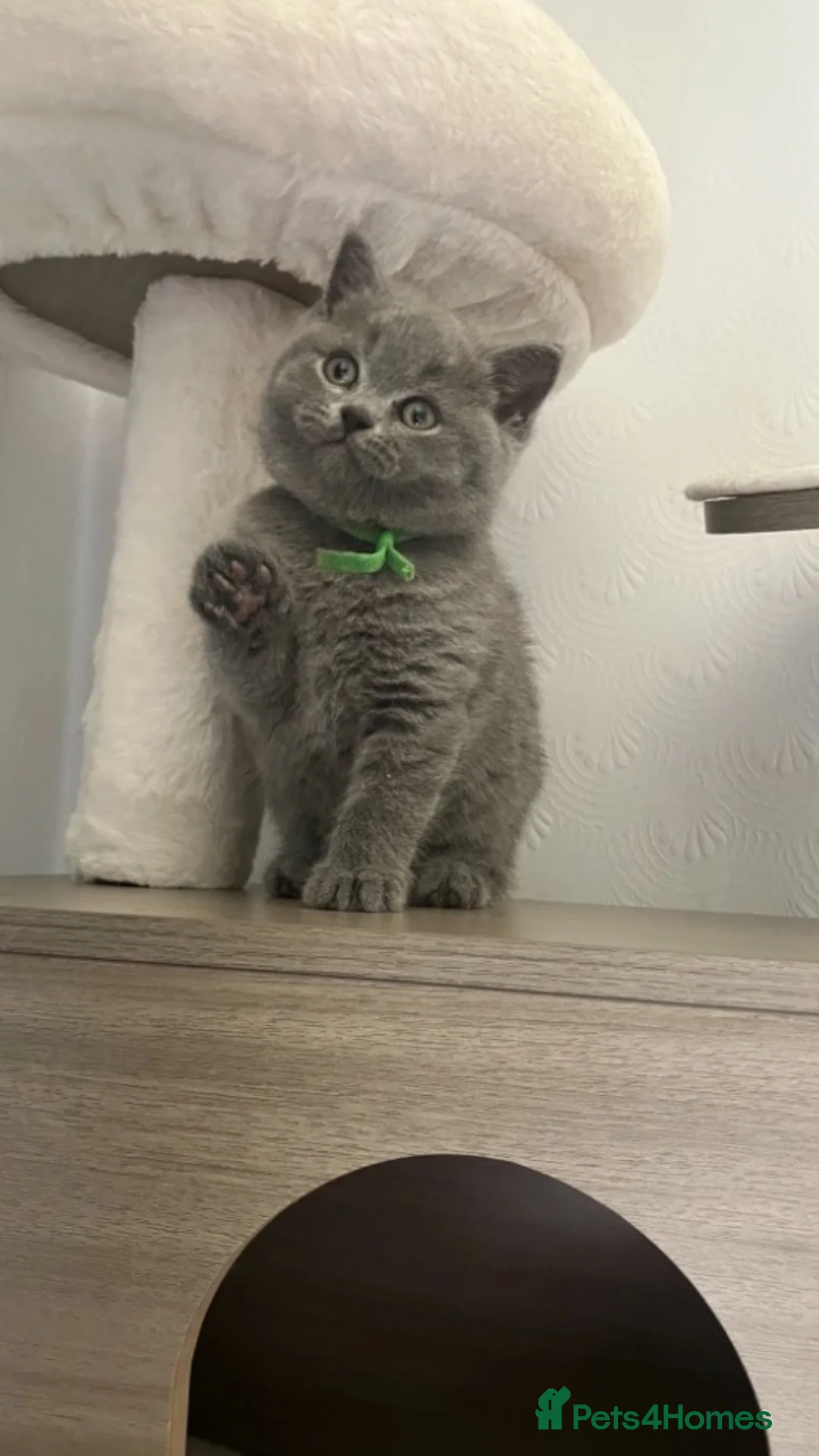 British Shorthair cats for sale: Beautiful British Shorthair kittens available  - Advert 2