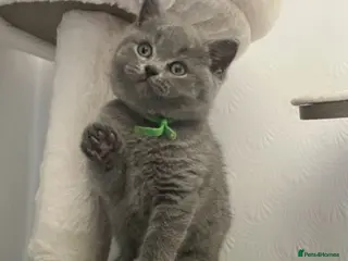 British Shorthair cats Beautiful British Shorthair kittens available - Advert 16