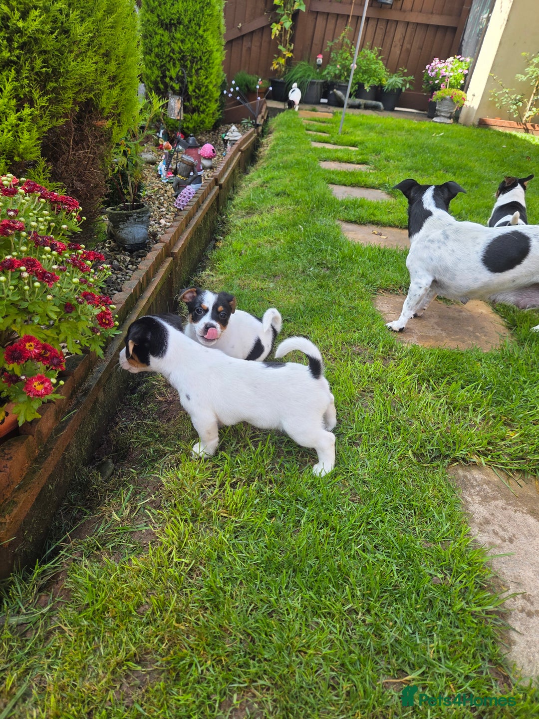 Jack Russell dogs for sale: Tricolour short legs Jack Russell  - Image 16