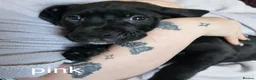 Mixed Breed dogs for sale: Bullmastiff cross puppies - Advert 9