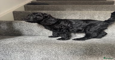 Mixed Breed dogs - Advert 4