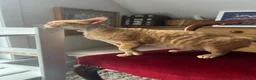 Devon Rex cats for sale: 🐾 Mother and son cats looking for a loving home  in Ramsgate - Advert 5