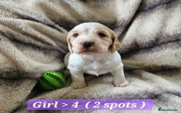 Cocker Spaniel dogs for sale: Goregous Litter of Cocker Spaniel Puppies  - Image 10