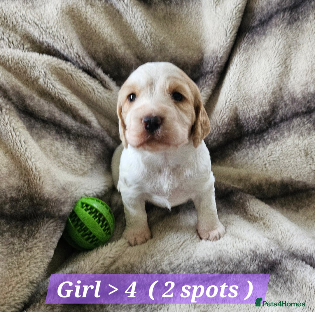 Cocker Spaniel dogs for sale: Goregous Litter of Cocker Spaniel Puppies  - Image 10