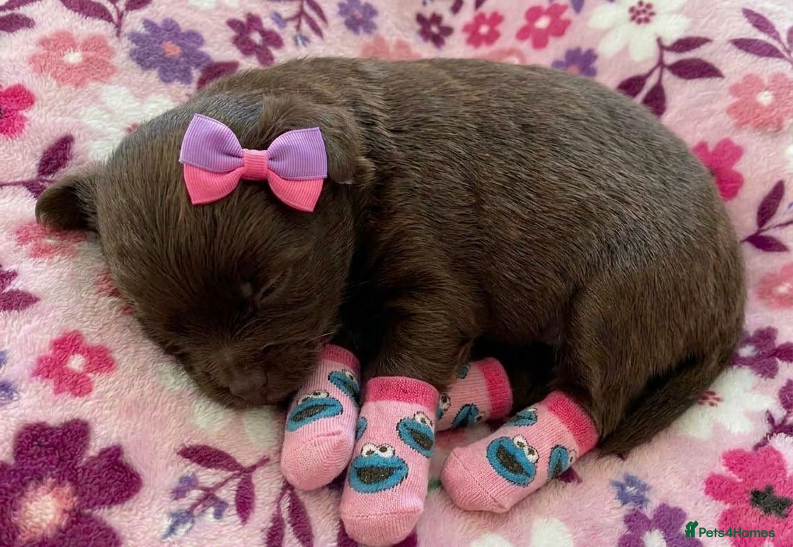 Pomeranian dogs ✨🐾1 Mini Pom Star Left🏆🐶🐾✨ - Advert 17