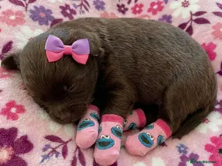 Pomeranian dogs ✨🐾1 Mini Pom Star Left🏆🐶🐾✨ - Advert 17