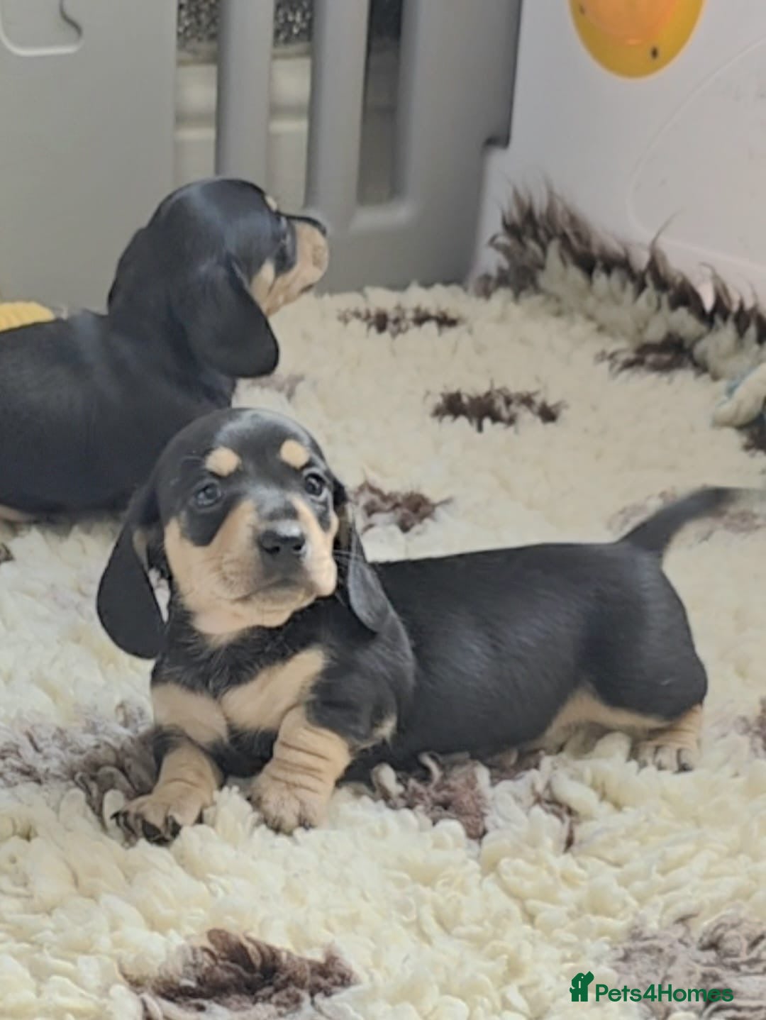 Miniature Dachshund dogs 🐾✨ GORGEOUS MINIATURE KC DACHSHUND PUPPIES ✨🐾 - Advert 2
