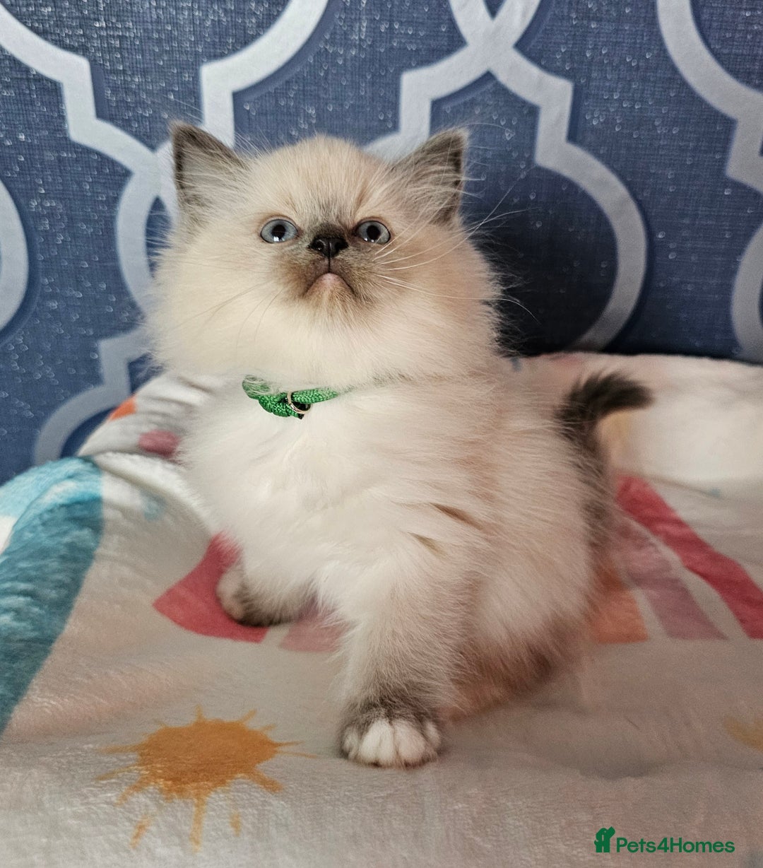Ragdoll cats for sale: 🏆 CHAMPION FATHER 🏆GCCF REGISTERED KITTENS  - Image 19