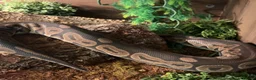 Python Snake reptiles for sale: Male Ball Python Snake in London - Advert 3